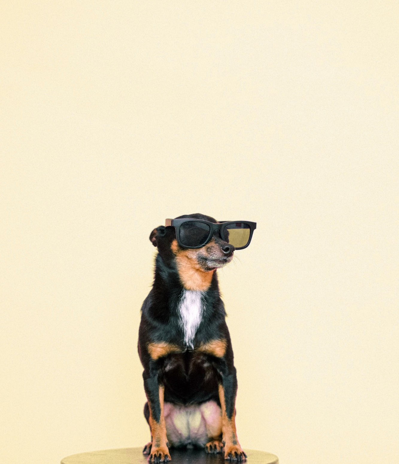 Dog wearing sunglasses