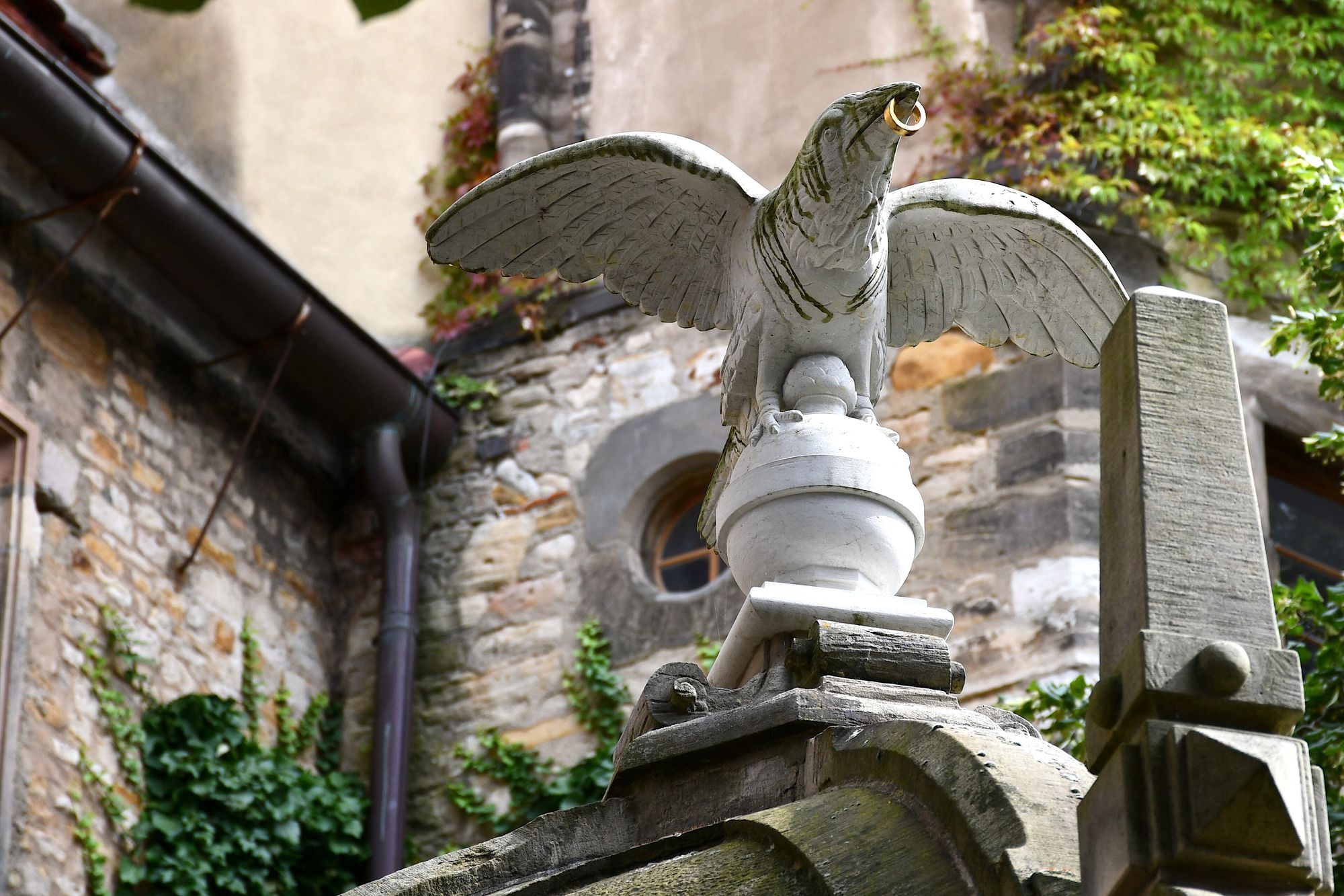 Rabe am Schloss Merseburg